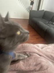Reunited Male Cat last seen Laughenbaugh, Houston, TX 77433