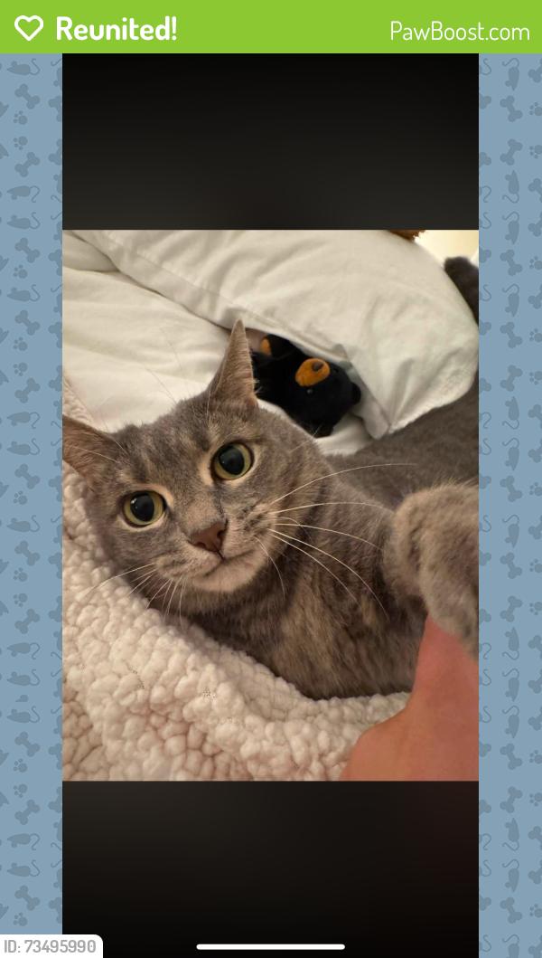Reunited Female Cat last seen Boulevard and Chase St, Athens, GA 30601