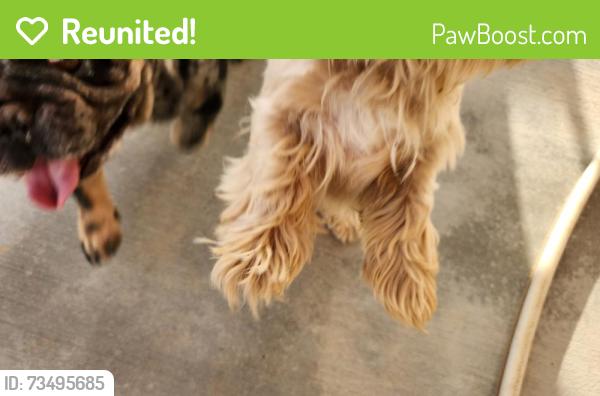 Reunited Unknown Dog last seen Cuyama and Japutul, Apple Valley, CA 92307