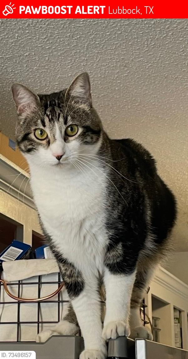 Lost Male Cat last seen 34th & Milwaukee, Lubbock, TX 79407