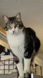 Lost Male Cat last seen 34th & Milwaukee, Lubbock, TX 79407