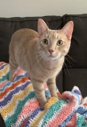 Lost Male Cat last seen Dodd Blvd, Rosemount, MN 55068