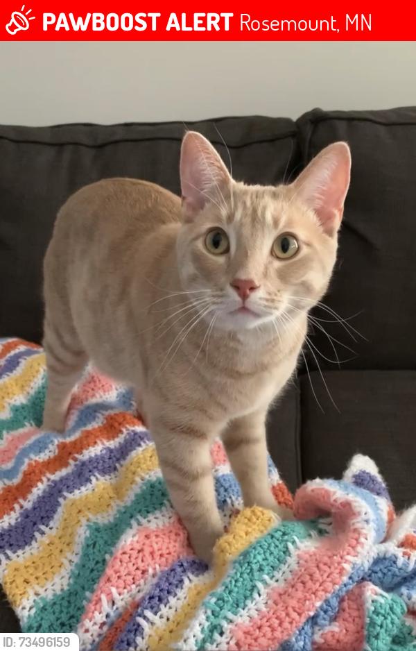 Lost Male Cat last seen Dodd Blvd, Rosemount, MN 55068