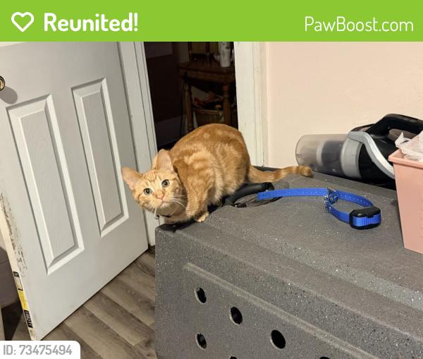 Reunited Female Cat last seen Harper, Pontiac, MI 48342