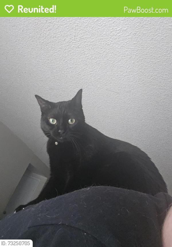 Reunited Female Cat last seen E Girard Ave and Yosemite by the 7 Eleven in the nieghborhood, Denver, CO 80231