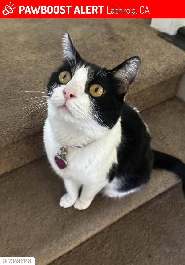 Found/Stray Female Cat last seen Tacoma Dr, Lathrop, Lathrop, CA 95330