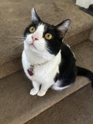 Found/Stray Female Cat last seen Tacoma Dr, Lathrop, Lathrop, CA 95330