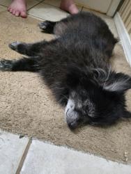Reunited Male Dog last seen Craft Hwy and Hardwood Lane approaching Saraland, Chickasaw, AL 36611