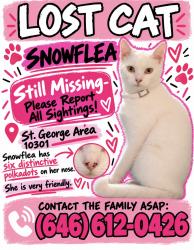 Lost Female Cat last seen Westervelt and Jersey Street, Staten Island, NY 10301