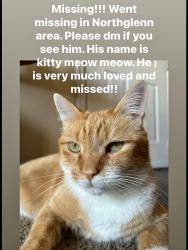 Lost Male Cat last seen Northglenn. 120th, Northglenn, CO 80234