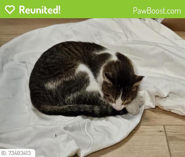 Reunited Male Cat last seen Harness and air tag were found near John Palmer Elementary Kenneth and Carmen., Chicago, IL 60630