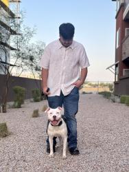 Reunited Female Dog last seen Near W Solano Dr, Glendale, AZ 85303