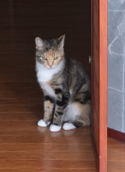 Lost Female Cat last seen County Center neighborhood behind Ruby Tuesday, County Center, VA 22192