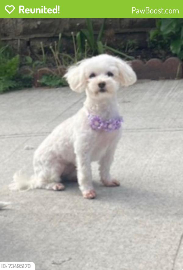 Reunited Female Dog last seen Furmamville Ave and 64 rd, Queens, NY 11379