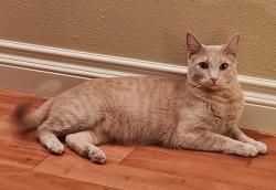 Reunited Female Cat last seen Limestone Lane Great Falls, MT, Great Falls, MT 59405