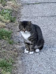 Found/Stray Male Cat last seen Cental St./ Laurel St., Manchester, NH 03103
