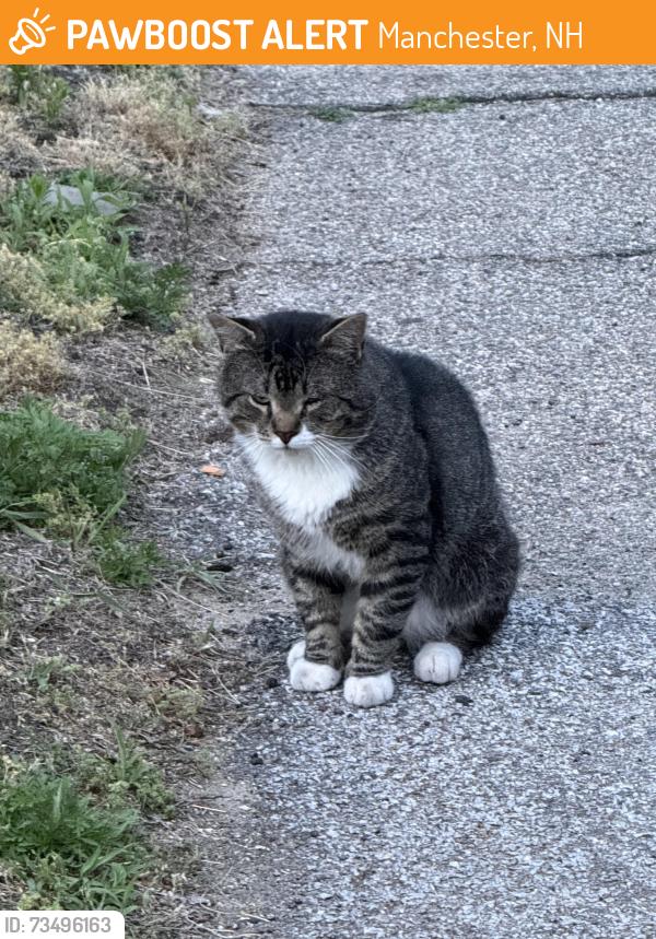 Found/Stray Male Cat last seen Cental St./ Laurel St., Manchester, NH 03103
