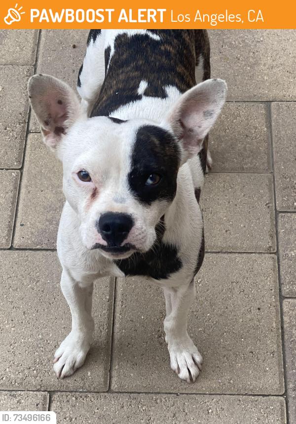 Found/Stray Male Dog last seen Bryant and variel, Los Angeles, CA 91304