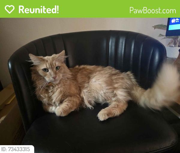 Reunited Male Cat last seen N Ogden St and E Ellsworth, Denver, CO 80218