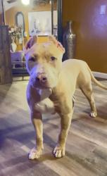Lost Male Dog last seen Vail Elementary School, Temecula, CA 92592
