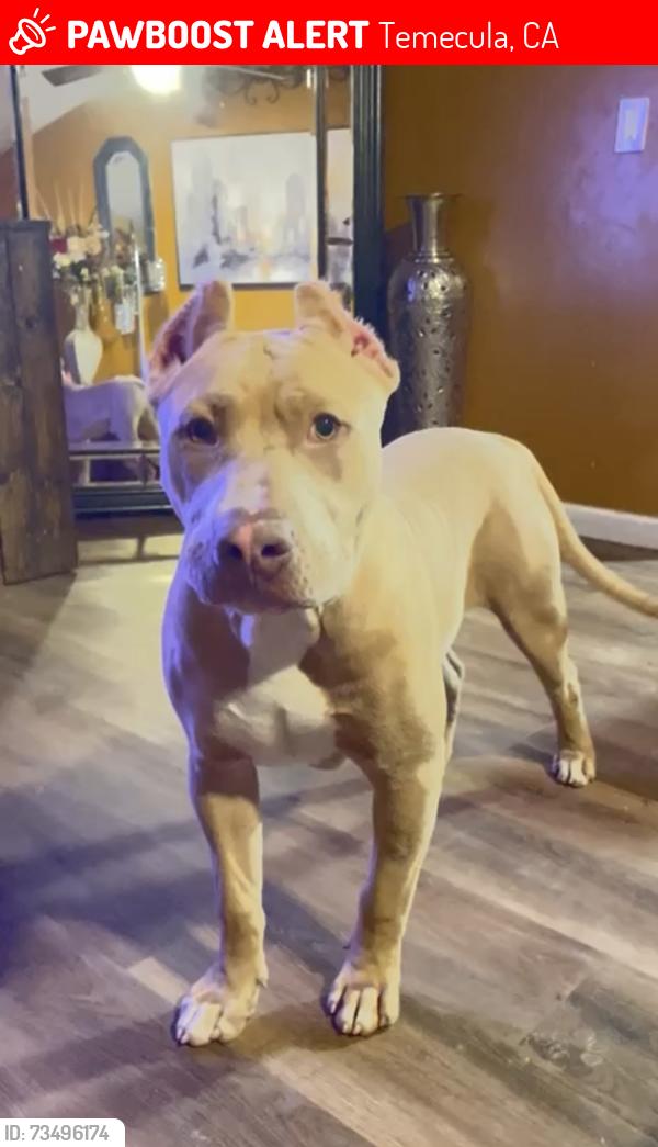 Lost Male Dog last seen Vail Elementary School, Temecula, CA 92592