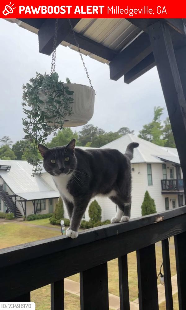 Lost Male Cat last seen Arcadia on the River apmts, Milledgeville, GA 31061