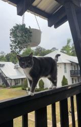 Lost Male Cat last seen Arcadia on the River apmts, Milledgeville, GA 31061