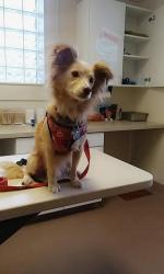 Reunited Male Dog last seen Near S Stuart Way, Denver, CO 80219, USA, Denver, CO 80219