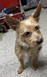 Reunited Unknown Dog last seen Port St. Lucie, Port St. Lucie, FL 34986