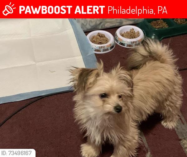 Lost Male Dog last seen Off of Baltimore Ave, Philadelphia, PA 19143