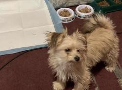 Lost Male Dog last seen Off of Baltimore Ave, Philadelphia, PA 19143