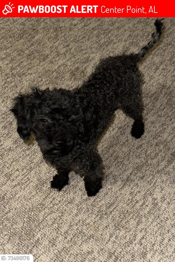 Lost Female Dog last seen Magnolia Manor apmts, Center Point, AL 35215