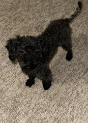 Lost Female Dog last seen Magnolia Manor apmts, Center Point, AL 35215