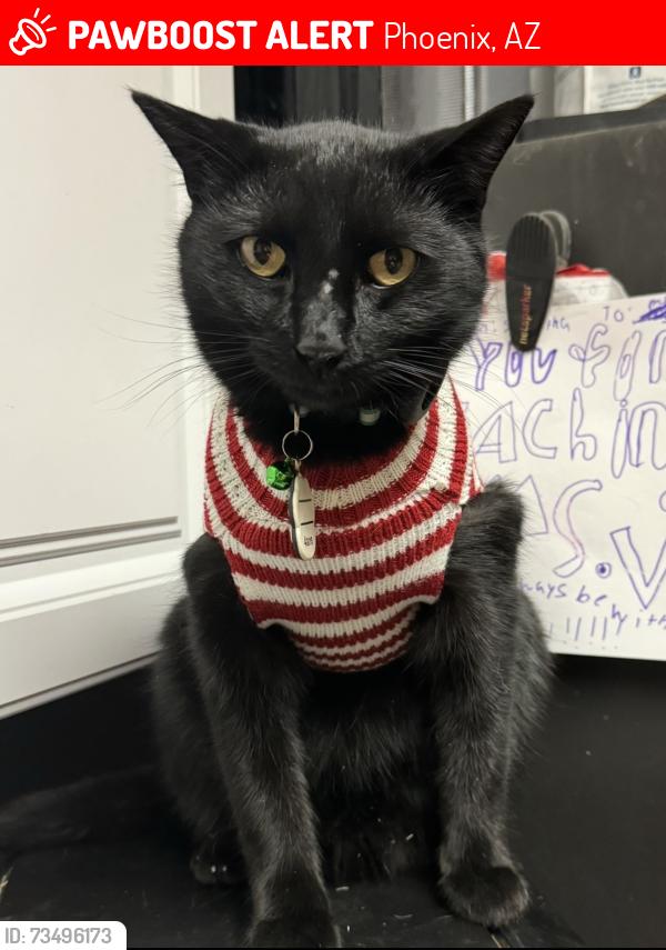 Lost Male Cat last seen N 23rd St & E Marmora St, Phoenix, AZ 85022