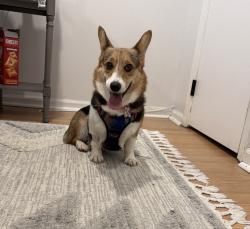 Lost Female Dog last seen Highland Ave, High Bridge, NJ 08829