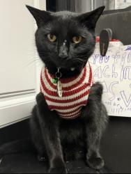 Lost Male Cat last seen N 23rd St & E Marmora St, Phoenix, AZ 85022