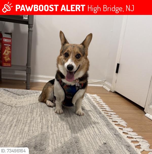 Lost Female Dog last seen Highland Ave, High Bridge, NJ 08829