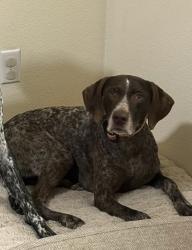 Lost Female Dog last seen San Miguel & Toledo, Soledad, CA 93960