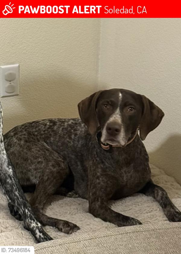 Lost Female Dog last seen San Miguel & Toledo, Soledad, CA 93960