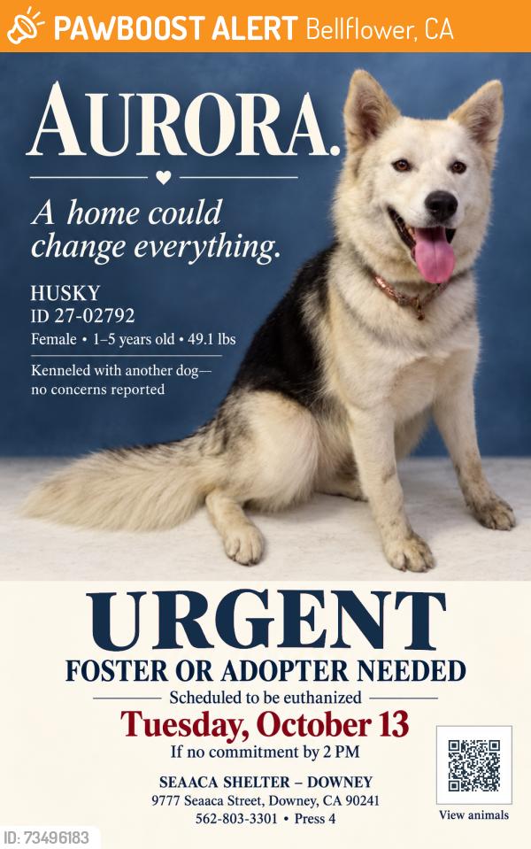 Found/Stray Female Dog last seen SEAACA Shelter Downey, Bellflower, CA 90706