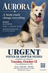 Found/Stray Female Dog last seen SEAACA Shelter Downey, Bellflower, CA 90706