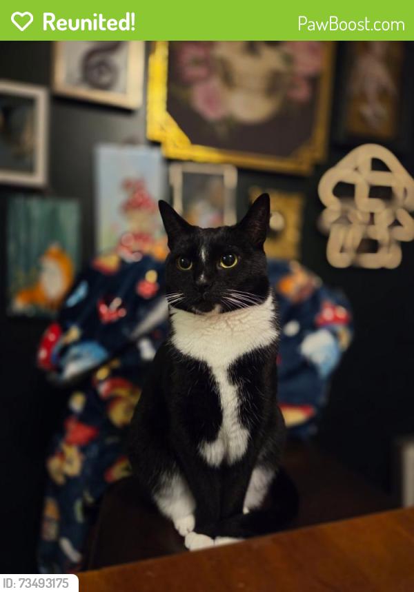 Reunited Female Cat last seen Glastonbury Ave and Cedar Hollow, Rocky Hill, CT 06067