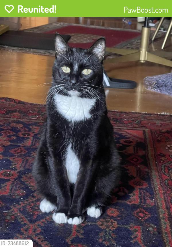 Reunited Male Cat last seen 64th st. & Vallejo st. In Emeryville, Oakland, CA 94608
