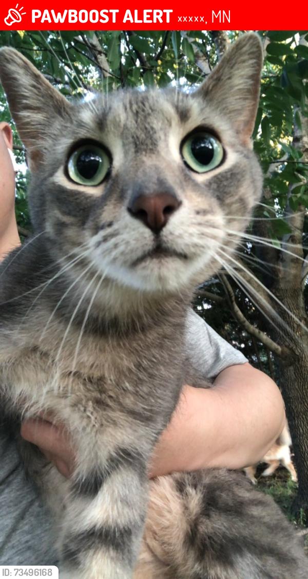 Lost Male Cat last seen Near 51st st NE albertville MN 55301, 艾伯特维尔, MN 55301