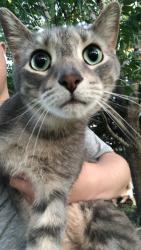 Lost Male Cat last seen Near 51st st NE albertville MN 55301, 艾伯特维尔, MN 55301