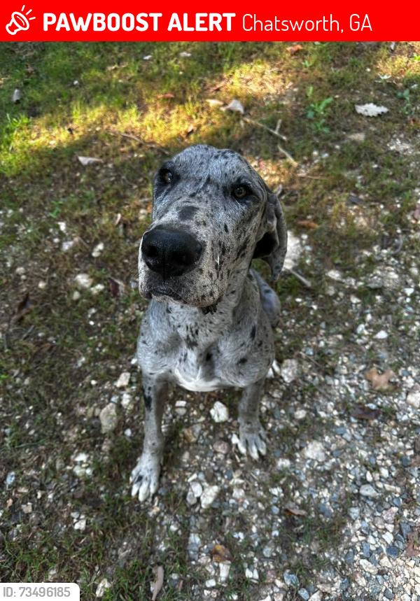 Lost Male Dog last seen Highway 286, Chatsworth, GA 30705