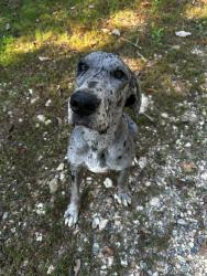 Lost Male Dog last seen Highway 286, Chatsworth, GA 30705