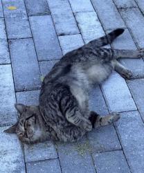 Reunited Male Cat last seen Near Monroe St, Hollywood, FL 33020, USA, Hollywood, FL 33020