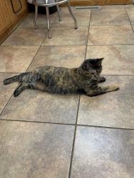 Lost Female Cat last seen Acadia, Roscoe, IL 61073