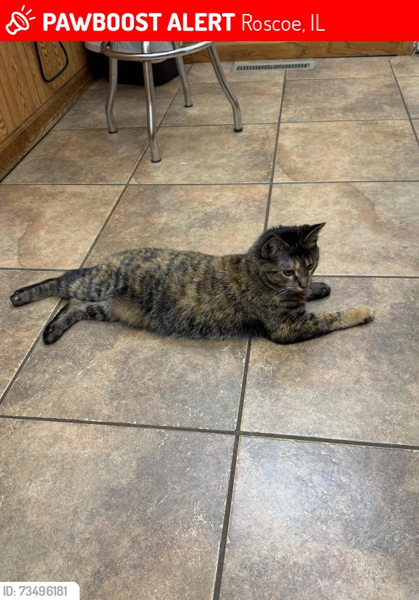 Lost Female Cat last seen Acadia, Roscoe, IL 61073
